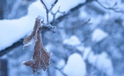 Frozen Oaks Frozen Oaks