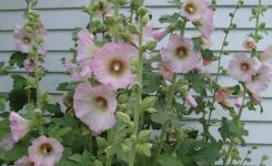 A Pale Pink Hollyhock