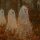 Ghosts On Parade Ghosts On Parade