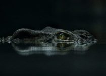 14. Gone Fishing, a Traumatic Experience in the Bush.