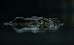 Gone Fishing, a Traumatic Experience in the Bush