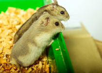 34. A Free-Falling Hamster and a Bald Parrot, Two of Many Pets Who Lived with Us