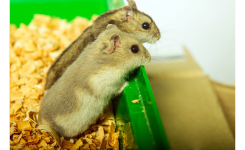 Hamsters