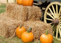 8 Harry Hogan – The Hay Thief