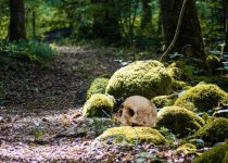 12 Harry Hogan – The Moving Skull