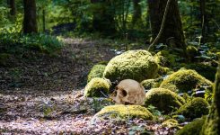 Harry Hogan 12 – The Moving Skull Harry Hogan 12 – The Moving Skull