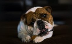 Harry Hogan 17 – Digging Up Bones