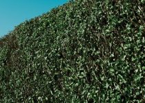 Fences Make Good Neighbours