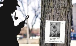 Huggie and the Psychic Huggie and the Psychic