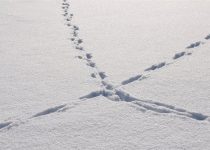 Impressions of a Newcomer