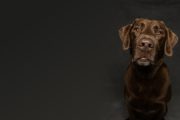 It’s A Dog Poem But Not A Particularly Cutesie One It’s A Dog Poem But Not A Particularly Cutesie One