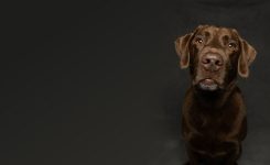 It’s A Dog Poem But Not A Particularly Cutesie One It’s A Dog Poem But Not A Particularly Cutesie One