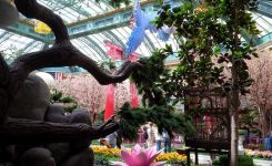 The Bellagio – Las Vegas The Bellagio – Las Vegas