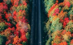 Leafing Through Leafing Through