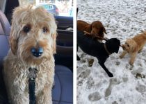 Lessons of the Dog Park