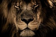 Big Cats Big Cats