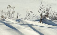 For The Advent Of Winter For The Advent Of Winter