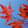 Japanese Maple