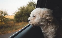 My Daughter’s Dog My Daughter’s Dog