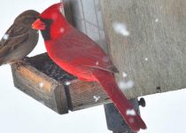 My Witherspoon Café Is For The Birds