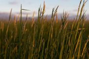 Naturalizing With Native Grasses Naturalizing With Native Grasses