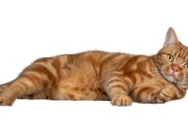 Roy Flies to the Stars