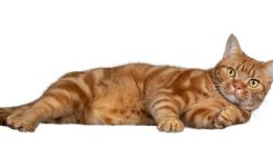 Orange cat Orange cat