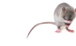 Our Little Mouse Our Little Mouse