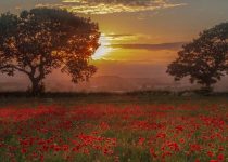 ” Peace and Poppies Honoured “