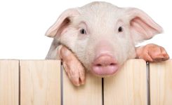 Pig Pig