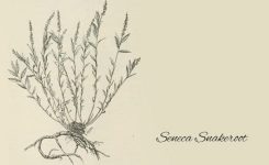 Prairie Savvy Prairie Savvy