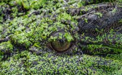 Regarding The Swamp Regarding The Swamp