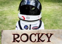 Rocky The Extraterrestrial Cat