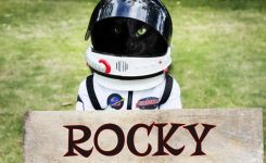 Rocky The Extraterrestrial Cat