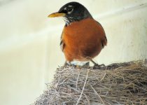 Ruthie Robin’s Ramblings