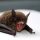 Saving Wildlife, One Bat At A Time
