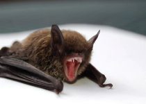 Saving Wildlife, One Bat At A Time