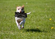 3 Harry Hogan – Size Nine