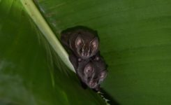 Small bats on a banana leaf