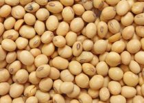 My Soybean Adventures