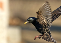 Fractured Tales 21 – Silly Notion