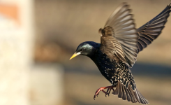 Starling Starling