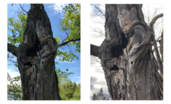 Story Quilt Images 600×300 Story Quilt Images 600×300