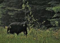 The Bear Who Stole Christmas