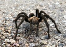 The Bug on the Bus and the Tarantula in the Drawer