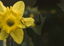 25 Rock Tuff, P.I.: The Garden Plot