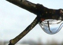 The Hawthorn In Spring