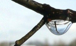 The Hawthorn In Spring