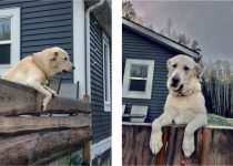 The Lady with the Dog Biscuits