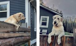 The Lady with the Dog Biscuits